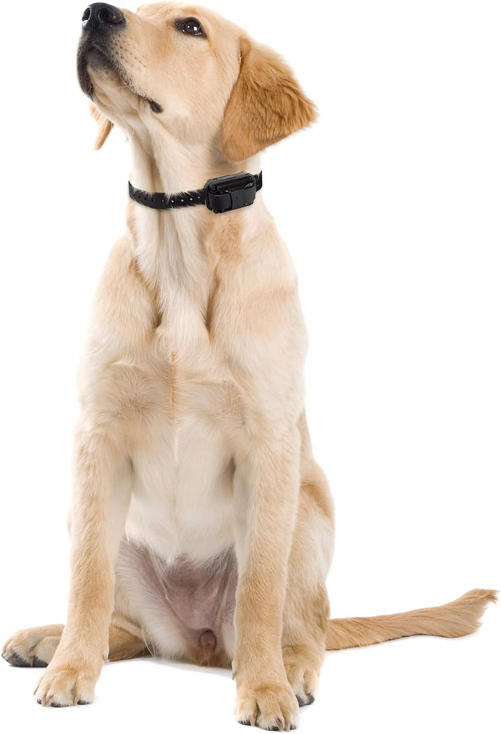 E-Collar  Upland Dog Training Collar, Orange, 2 Med/Large Dogs